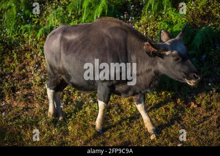 Mithun, Bos frontalis, Staatstier von Nagaland, Satakha, Nagaland, Indien Stockfoto