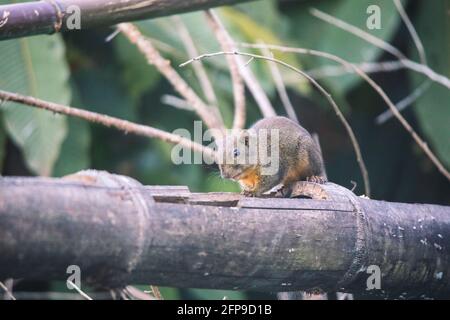 Orangenbauchige Himalaya-Eichhörnchen, Dremomys lokriah, Okre, Sikkim, Indien Stockfoto