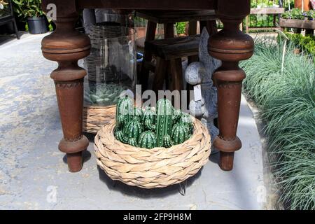 Korbkorb mit keramischen grünen Kaktusfiguren unter dem Tisch. Pflanzgefäß mit festuca gautieri ami grüne Pflanze entlang des Pfades. Gartendekoration Stockfoto
