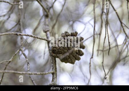 Detail von Pinienfrüchten, Natur und im Freien, Pflege für die Umwelt Stockfoto