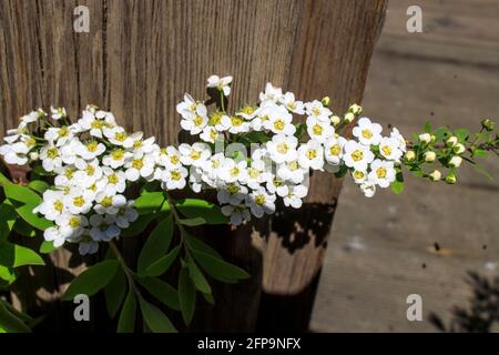 Blühende Spinnenbüsche in grauen Holzbänken in einem Erholungspark. Urbanes Design. Stockfoto