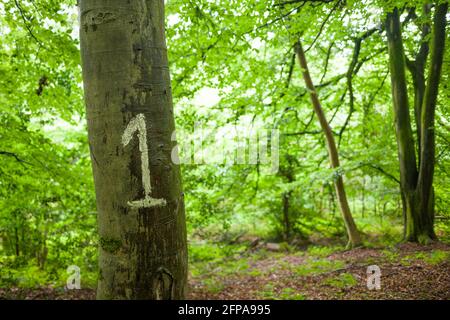 Die Zahl 1 wurde im Sommer auf einen Baum in einem Buchenwald gemalt. Stockfoto