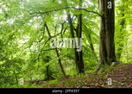 Üppiges grünes Laub in einem Buchenwald im Sommer in den Mendip Hills, Mendip Lodge Wood, Burrington, North Somerset, England. Stockfoto