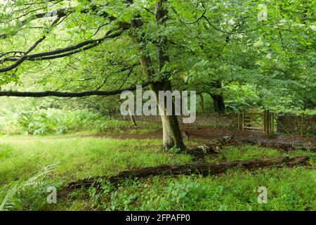 Buchenbäume im Sommer bei Dolebury Warren in der Mendip Hills National Landscape, Upper Langford, North Somerset, England. Stockfoto