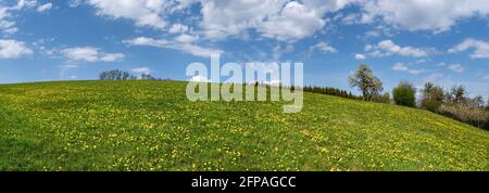 Grüne Wiese mit gelbem Dandelion im Frühjahr auf einer aufsteigenden Hügel Stockfoto