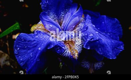 Violette Iris in voller Blüte Stockfoto