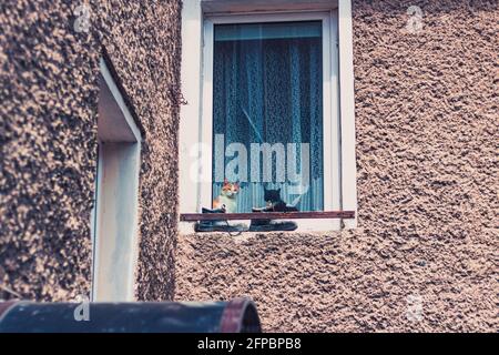 Katzen sitzen im Fenster, Blick von außen Stockfoto