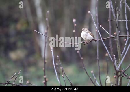 Vogel - ein Sperling auf einem Ast Stockfoto