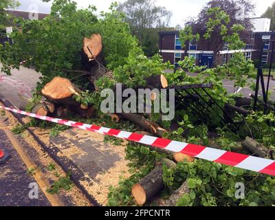 London, Großbritannien. Mai 2021. Windschaden in Beechcroft Rd Tooting SW17 South West London. Kredit: JOHNNY ARMSTEAD/Alamy Live Nachrichten Stockfoto