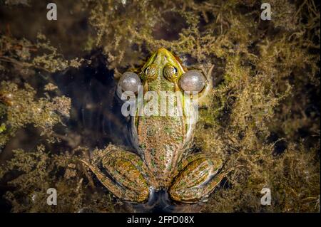 Ein brütenden männlichen Poolfrosch mit Stimmsäcken auf beiden Seiten des Mundes in vegetierten Bereichen im Wasser. Pelophylax lessonae. Europäischer Frosch in der Schweiz. Bea Stockfoto