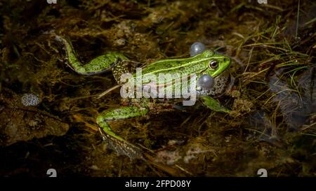 Ein brütenden männlichen Poolfrosch mit Stimmsäcken auf beiden Seiten des Mundes in vegetierten Bereichen im Wasser. Pelophylax lessonae. Europäischer Frosch in der Schweiz. Bea Stockfoto