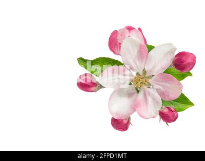 Apfelbaum blüht mit grünen Blättern isoliert auf weißem Hintergrund. Frühlingsblume Stockfoto