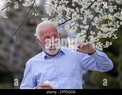 Älterer Mann neben dem blühenden Baum mit offenem Mund, der im Frühling an Allergien leidet und im Begriff ist, zu husten. Stockfoto