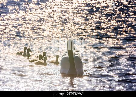 Wien, Wien: Muter Schwan (Cygnus olor) mit jungen Küken, Neue Donau 22. Donaustadt, Wien, Österreich Stockfoto