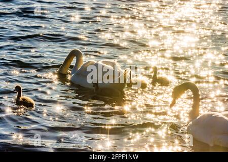 Wien, Wien: Muter Schwan (Cygnus olor) mit jungen Küken, Neue Donau 22. Donaustadt, Wien, Österreich Stockfoto