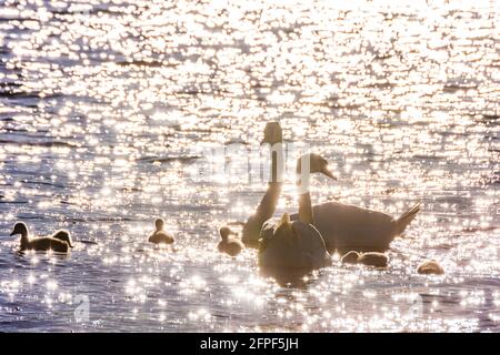 Wien, Wien: Muter Schwan (Cygnus olor) mit jungen Küken, Neue Donau 22. Donaustadt, Wien, Österreich Stockfoto