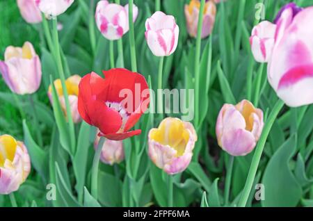 Rote Tulpe auf einem Blumenbeet zwischen bunten Tulpen. Stockfoto