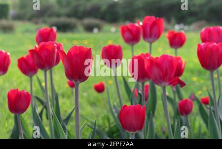 Rote Tulpen in den Strahlen des Sonnenuntergangs auf einem Hintergrund eines grünen Feldes. Stockfoto