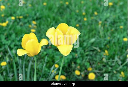 Gelbe Tulpen auf einem Hintergrund eines grünen Feldes mit Elendelionen. Stockfoto