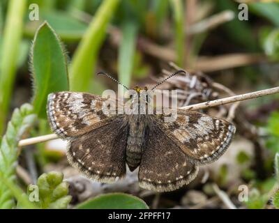 Dingy Skipper ruht auf dem Boden Stockfoto