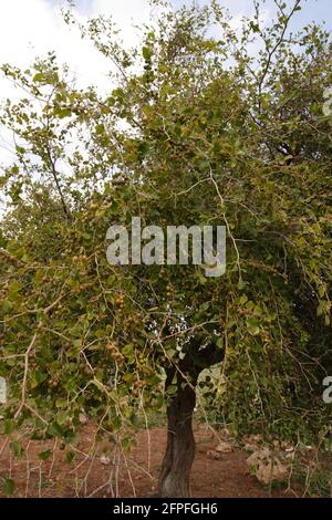 Ziziphus Spina Christi Baum oder Christthorn Jujube, essbare Frucht hängt von Zweigen. Daraus wurde die Dornenkrone gemacht. Wadi Rashash, Westjordanland. Stockfoto