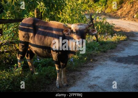 Mithun, Bos frontalis, Staatstier von Nagaland, Satakha, Nagaland, Indien Stockfoto