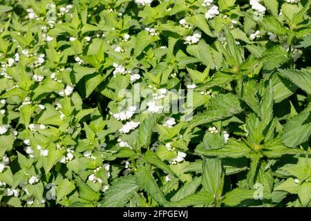 Blühende Brennnesselblüten, natürlich wachsende Gesundheitspflanzen Stockfoto