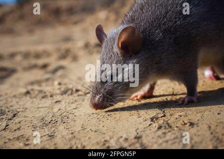 Chinesische Weißbauchrat, Niviventer conpucianus, Dimapur, Nagaland, Indien Stockfoto