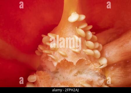 Detail der Haut von Open Sliced ​​Pepper. Makro Vorderes Foto von Pfeffersamen. Stockfoto