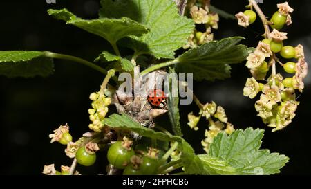 Nahaufnahme-Makro mit verschwommenem schwarzen Hintergrund eines gepunkteten marienkäfer auf einer Johannisbeerpflanze mit grünen Beeren und Blüten Im Frühling Stockfoto