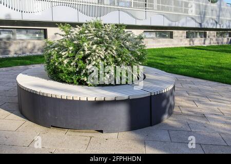 Blühende Spinnenbüsche in grauen Holzbänken in einem Erholungspark. Urbanes Design. Stockfoto