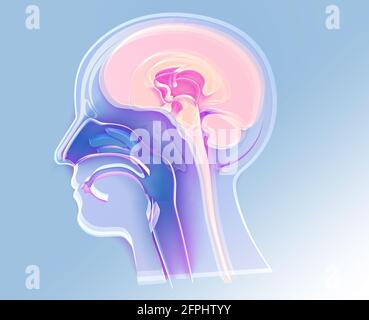 3D-Darstellung des Innenraums der menschlichen Kopfanatomie. Transparentes Glas, in der Nase und in den Nasenlöchern. ORL. Stockfoto