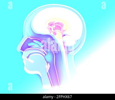 3D-Darstellung des Innenraums der menschlichen Kopfanatomie. Transparentes Glas, in der Nase und in den Nasenlöchern. ORL. Stockfoto