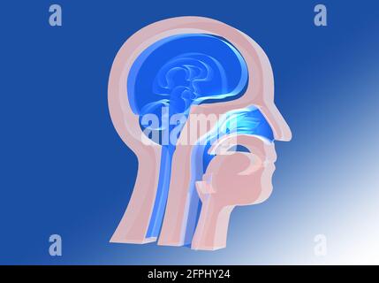 3D-Darstellung des Innenraums der menschlichen Kopfanatomie. Transparentes Glas, in der Nase und in den Nasenlöchern. ORL. Stockfoto