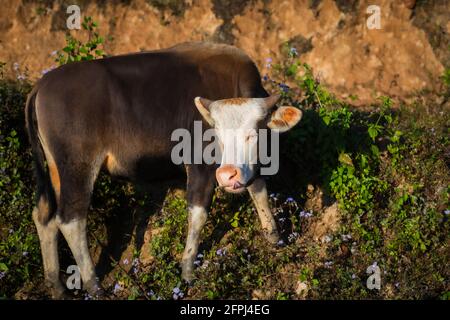 Mithun, Bos frontalis, Staatstier von Nagaland, Satakha, Nagaland, Indien Stockfoto