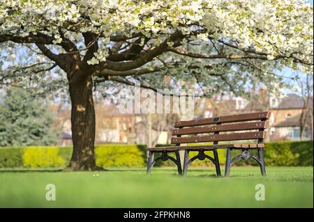 Schöne niedrige Boden verschwommen Ansicht von einer Bank neben zart Weiße Kirsche (Prunus Shogetsu Oku Miyako) Blüht blühender Baum im Herbert Park Stockfoto