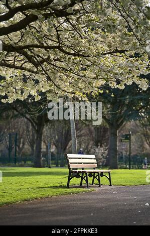 Wunderschöne Frühlingsansicht einer einzigen Bank neben zarten weißen Kirschen (Prunus Shogetsu Oku Miyako) blüht blühenden Baum im Herbert Park, Dublin Stockfoto