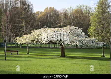 Schöne Aussicht auf eine Bank neben dem Frühling zarte weiße Kirsche (Prunus Shogetsu Oku Miyako) blüht im Herbert Park, Dublin, blühender breiter Baum Stockfoto