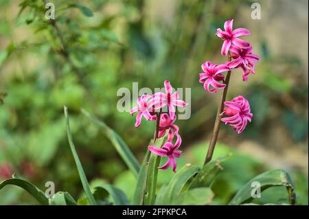 Wunderschöne Nahaufnahme von purpurnen Hyazinthen (Hyacinthus) Frühlingsblumen, die in Herbert Park, Dublin, Irland wachsen. Weicher und selektiver Fokus Stockfoto