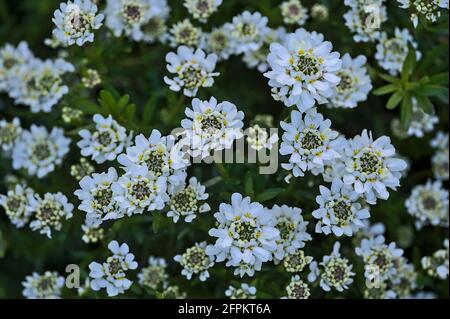 Schöne Nahaufnahme von weißen Blüten mit weißen Kandytuft (Iberis) und winzigen gelben Filamenten, die in Herbert Park, Dublin, Irland, wachsen. Blumen Hintergrund Stockfoto