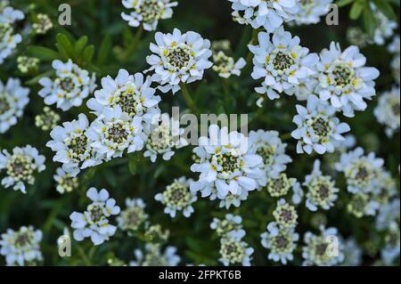 Schöne Nahaufnahme von weißen Blüten mit weißen Kandytuft (Iberis) und winzigen gelben Filamenten, die in Herbert Park, Dublin, Irland, wachsen. Blumen Hintergrund Stockfoto