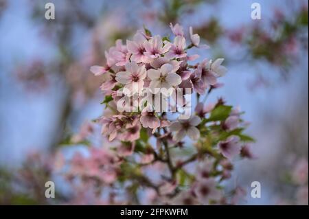 Schöne Nahaufnahme verschwommene Ansicht des weißen Weißdornbaums (Crataegus) mit rosafarbenen Tönen gegen den Himmel in Herbert Park, Dublin, Irland. Weichfokus Stockfoto