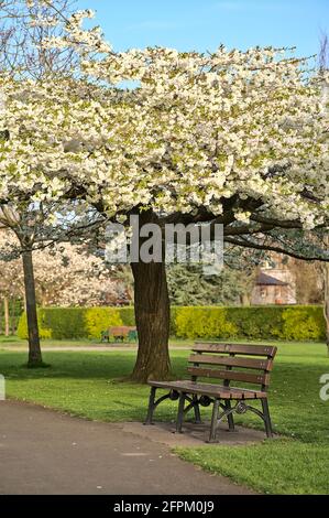 Schöne vertikale Ansicht einer einzigen Bank neben zarten weißen Kirschen (Prunus Shogetsu Oku Miyako) blüht blühenden Baum im Herbert Park, Dublin Stockfoto