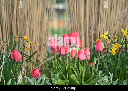 Schöne Nahaufnahme von niedrigen Boden Blick auf Frühling zarte rote Tulpen gegen vertikale Muster von Metallzaun in Herbert Park, Dublin, Irland. Weichfokus Stockfoto