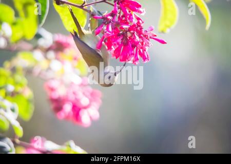 Grünschwänzter Sonnenvogel, Aethopyga nipalensis, Sikkim, Indien Stockfoto