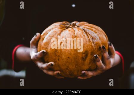 Nahaufnahme der weiblichen Hände, die einen orangefarbenen Kürbis mit halten Schwarzer Hintergrund Stockfoto