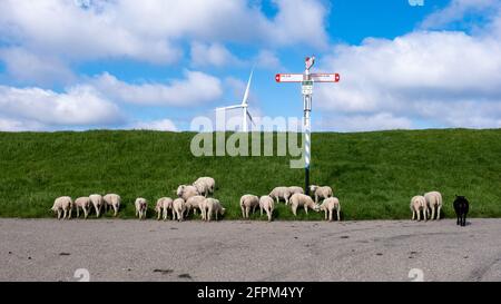 Lämmer und Schafe auf dem niederländischen Deich am See Ijsselmeer, Frühlingsansichten Frühlingswetter Stockfoto