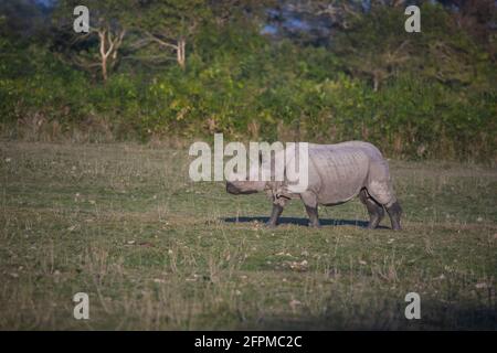 Indian One Horned Rhinoceros in der Nähe von Wasser, Kaziranga Tiger Reserve, Assam, Indien Stockfoto