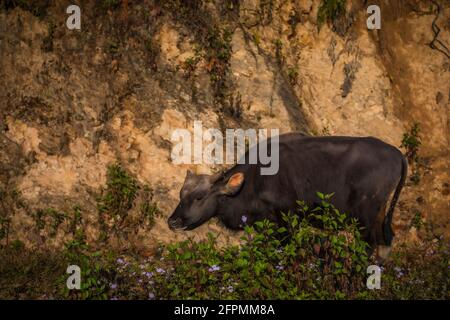 Mithun, Bos frontalis, Staatstier von Nagaland, Satakha, Nagaland, Indien Stockfoto