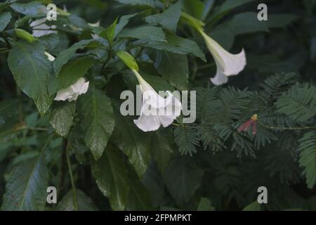 Kecubung, Brugmansia suaveolens, Brasiliens weiße Engelstrompete, auch bekannt als Engelstränen und verschneite Engelstrompete. Stockfoto